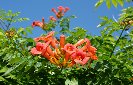 The Trumpet Creeper flowers bloom in the summer for about 2 months and are very attractive to ruby-throated hummingbirds, and many types of birds like to nest. Campsis radicans flowers.