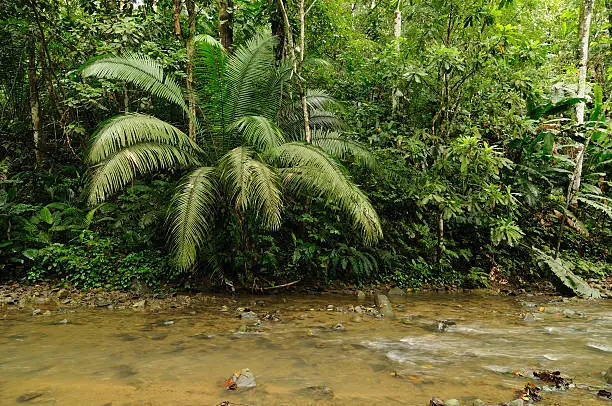 River in the wild Darien jungle near Colombia and Panama border. Central America.