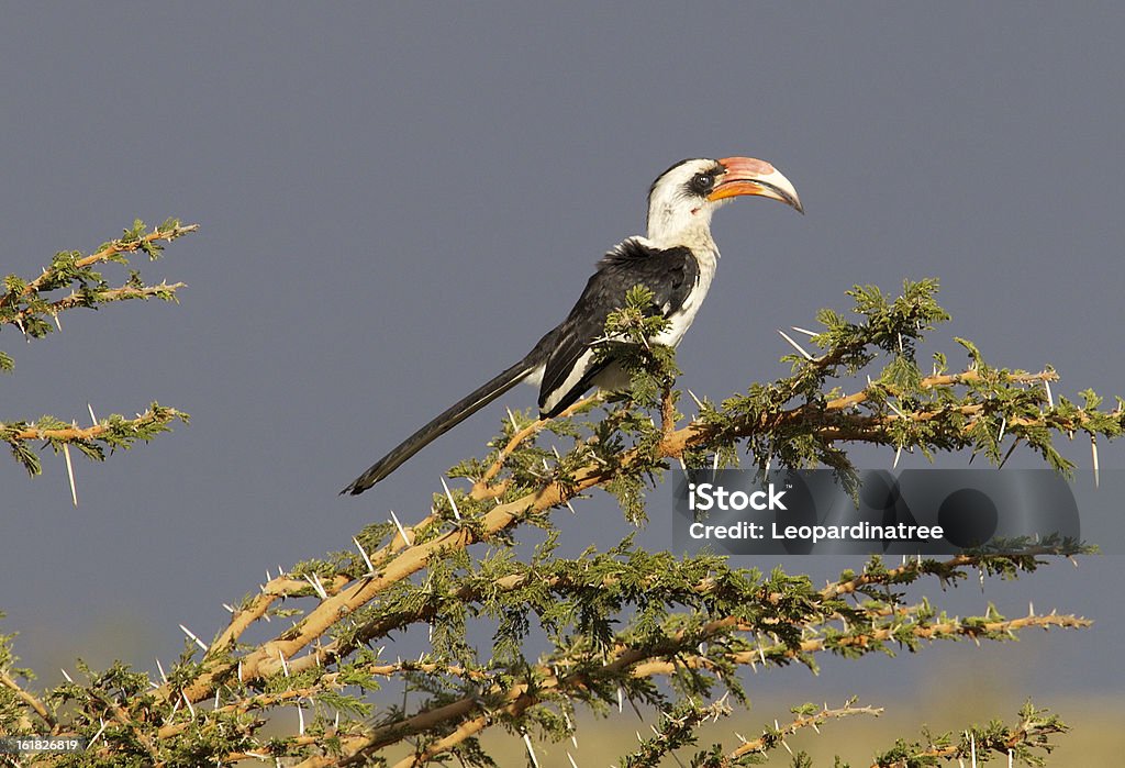 Nashornvogel - Lizenzfrei Baum Stock-Foto