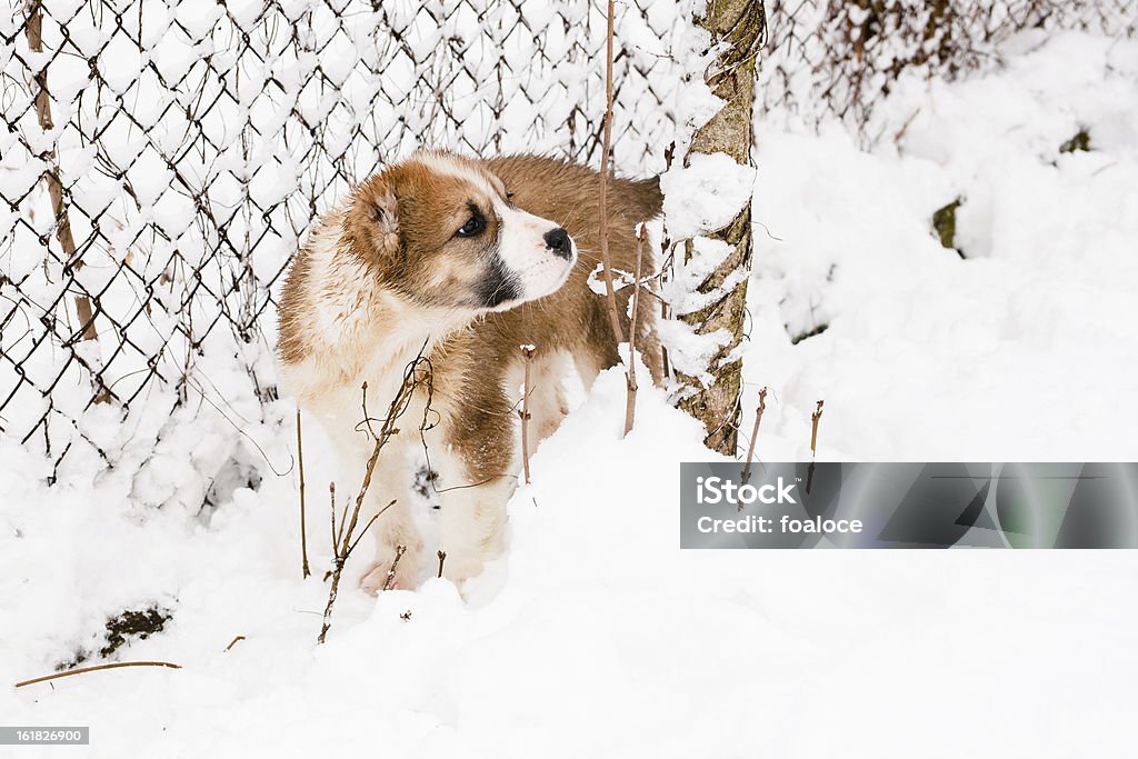 立つ子犬 - ペットのロイヤリティフリーストックフォト