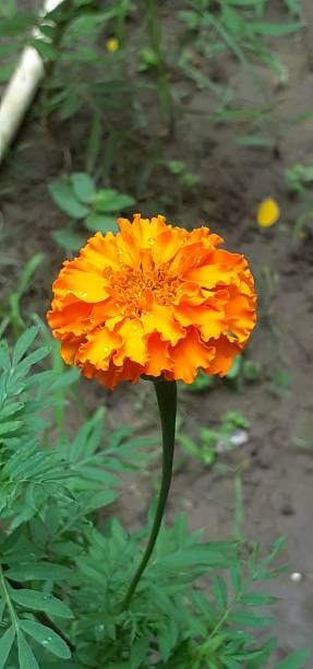 istock Orange Marigold Flower on Green Leaves Background 1618271507