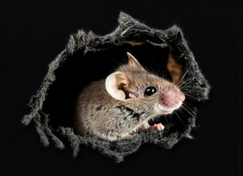 A mouse in a black cotton fabric hole. Design for a t-shirt. T-shirt design