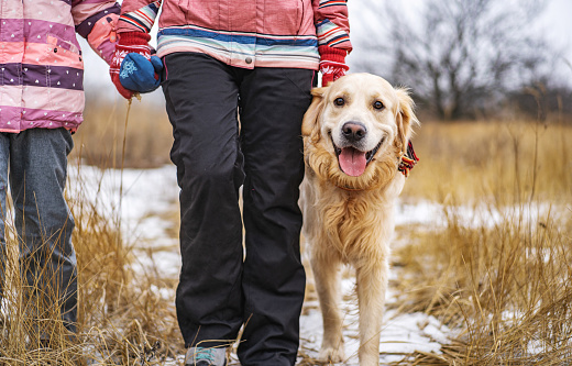 Golden retriever dog walking in the winter field with his owner and child. Cute dog with scarf