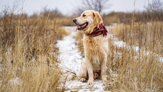 Golden retriever dog in colorful red scarf looking away in the winter field. Cute dog sitting on the nature