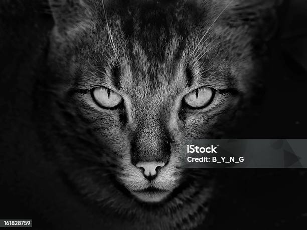 Kot Twarz - zdjęcia stockowe i więcej obrazów Bliskie zbliżenie - Bliskie zbliżenie, Czarno biały, Fotografika