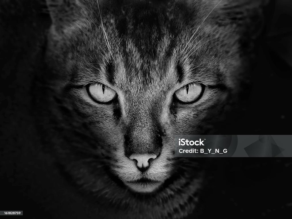 Rosto de gato - Foto de stock de Animal royalty-free