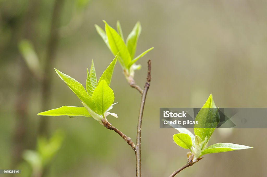 Folhas verdes, jovens - Foto de stock de Beleza natural - Natureza royalty-free