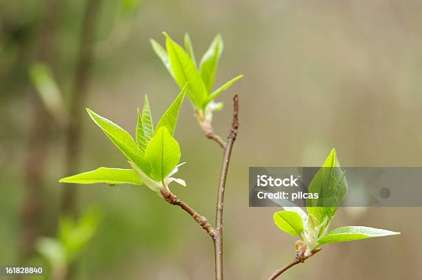 Folhas Verdes Jovem - Fotografias de stock e mais imagens de Beleza natural - Beleza natural, Bosque, Botânica - Ciência de plantas