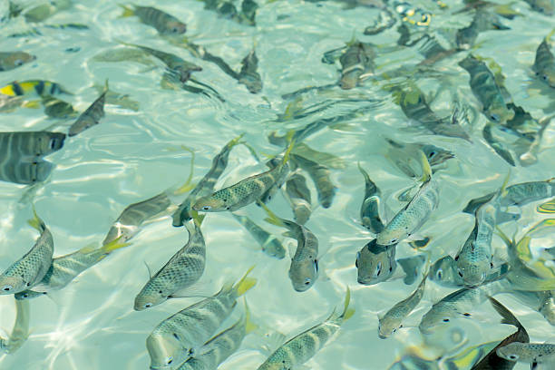 美しいサージェント-主要な魚の透き通った水 - sea life andaman sea thailand damselfish ストックフォトと画像