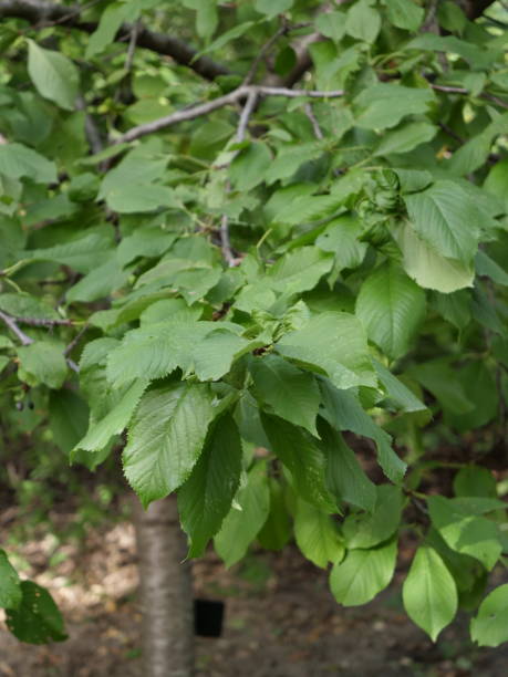 istock Prunus avium Picota 1618291228