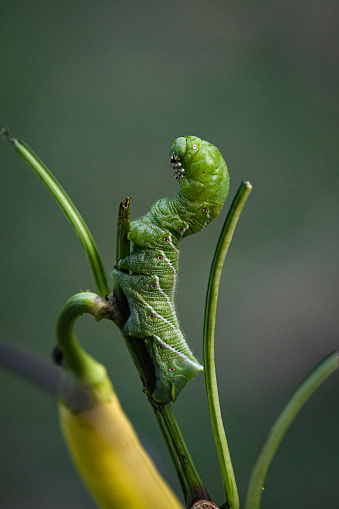 Tomato hornworm (Manduca quinquemaculata) on a banana pepper plant, close up with bokeh background.