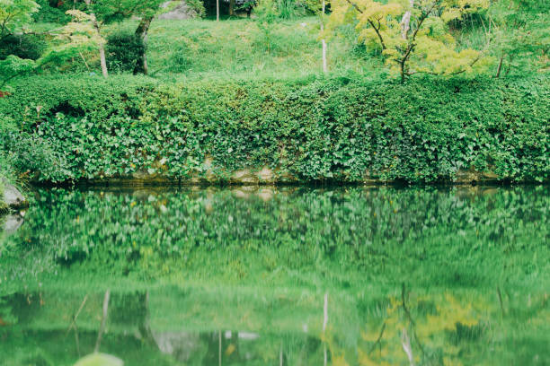 Kyoto garden scenery in summer