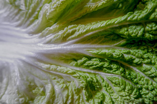 istock The texture of chicory leaves up close. 1618310776