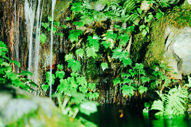 The source of the waterfall is at Faralya village in Fethiye, Turkey. There are lush trees and amazing shapes on the rocks. You can see tiger Jersey butterflies while you are walking.