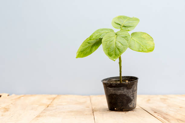 istock Tamarillo small plant in a plastic pot 1618311313