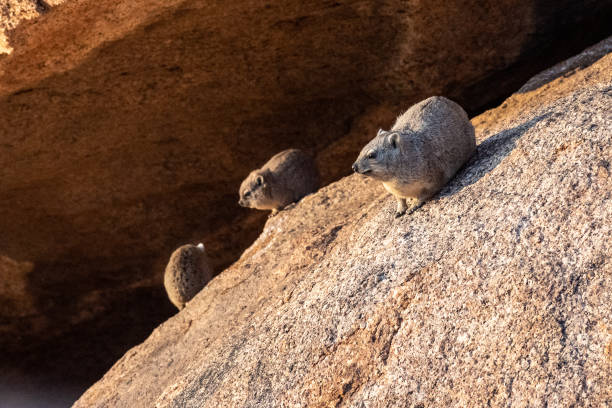 Hyrax near Spitzkoppe The Hyrax, or Dassie -Procavia capensis- is the evolutionary nearest relative of the elephant. Seen here climbing on the rocks near Spitzkoppe, Namibia. tree hyrax stock pictures, royalty-free photos & images