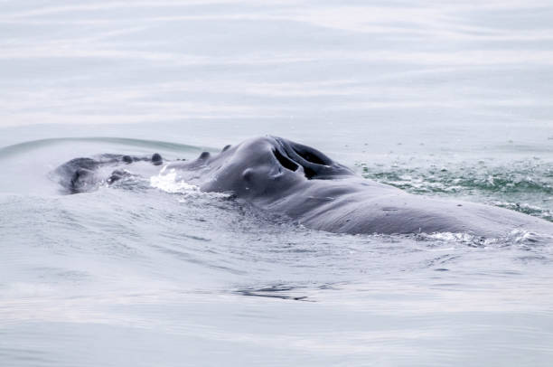 istock Whale surfacing in Walvis Bay 1618311946