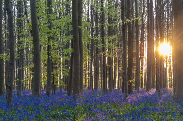 istock Sunrise illuminating bluebells 1618311992