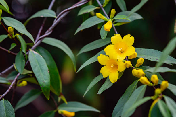 Close up of yellow jasmine blooming in February Nature background of Yellow Jasmine (Gelsemium sempervirens) blooming in Alabama in February. gelsemium sempervirens stock pictures, royalty-free photos & images