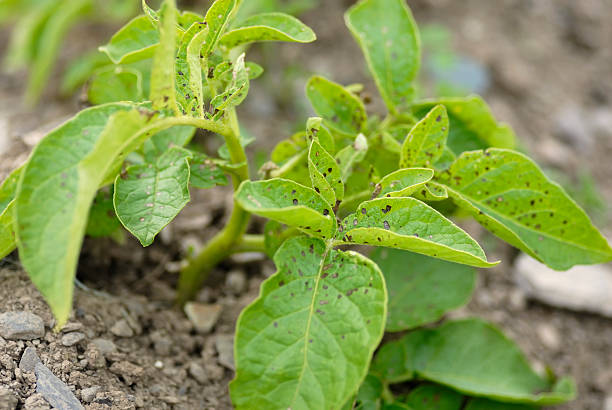 Potato Swift foliage stock photo