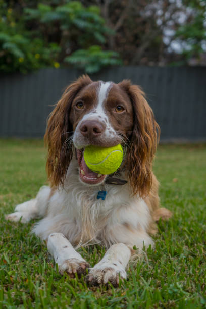 istock Brittany Spaniel standing on point playing with a ball 1618328634