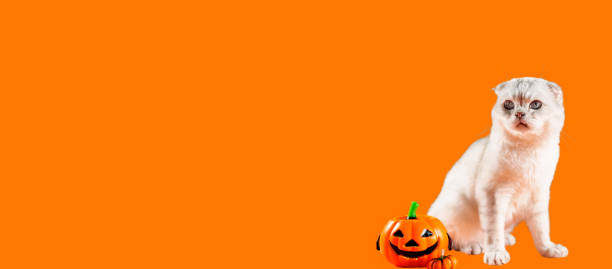 A cute fluffy cat sits near a pumpkin on an orange background. Concept: holiday, halloween
