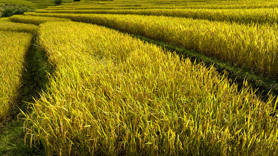 Golden rice terraces field by harvesting season, at Ban Pa Bong Piang Chiang Mai Province, Northern of Thailand,