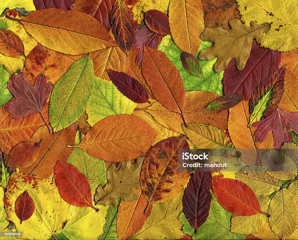 Autumn leaves background Colorful background of autumn leaves Abstract Stock Photo