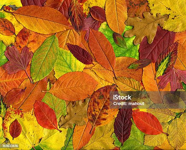 Autumn Leaves Background Stock Photo - Download Image Now - Abstract, Autumn, Backgrounds