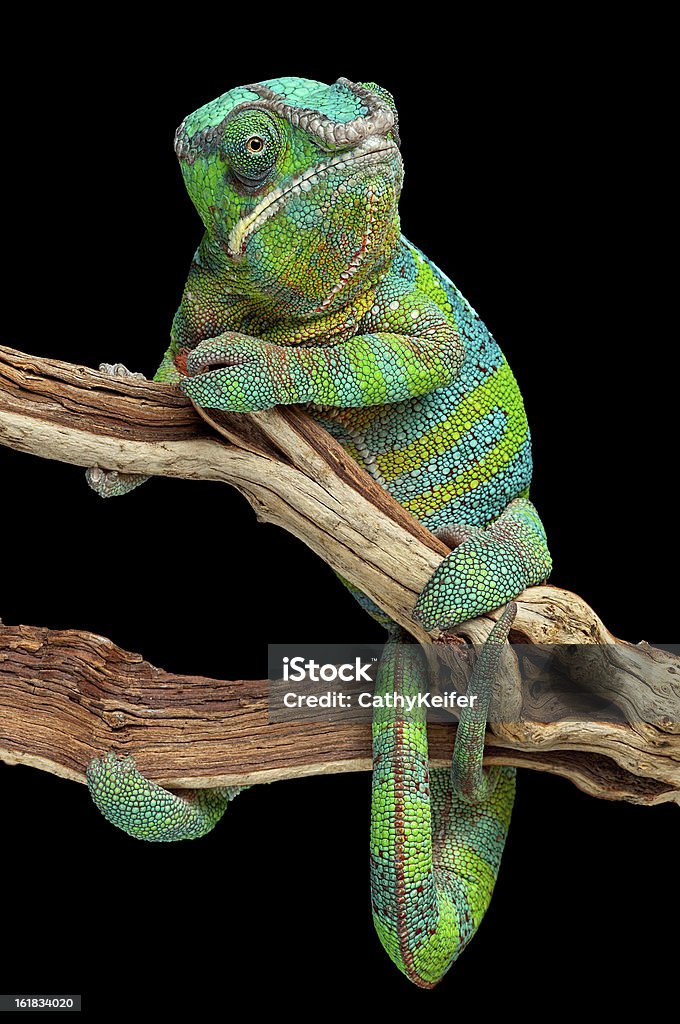 Chameleon owinięty wokół branch - Zbiór zdjęć royalty-free (Kameleon)