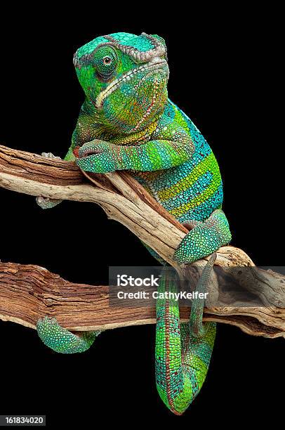 Foto de Camaleão Envolto Em Filial e mais fotos de stock de Camaleão - Camaleão, Lagarto, Animais caçando