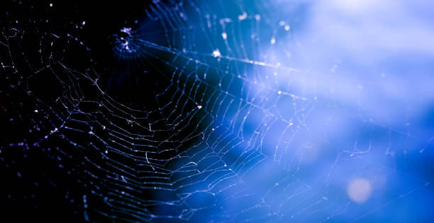 istock spider web on a dark background,shallow dof image 1618342095