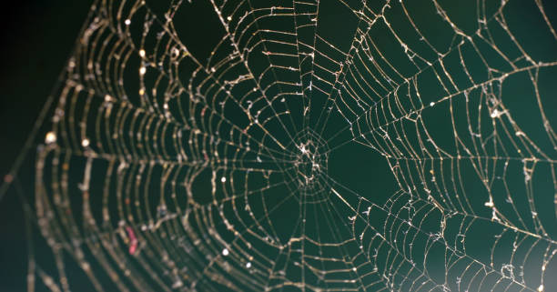 istock spider web on a dark background,shallow dof image 1618342096