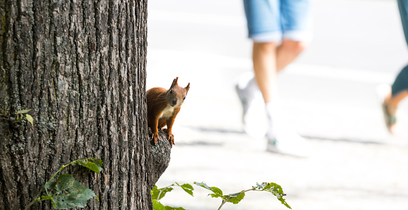 a wild Red squirrel in the city panorama