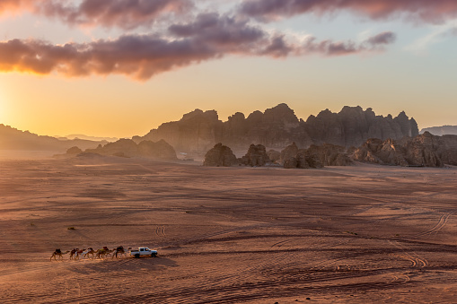 A 4x4 truck collecting camels in the vast desert of Wadi Rum in Jordan