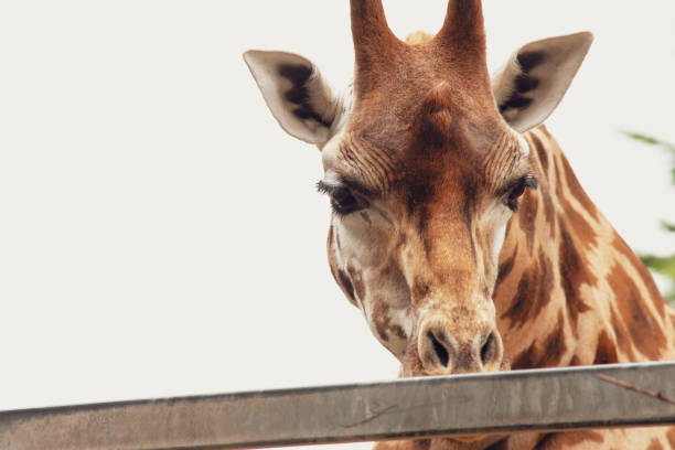 istock face of cute giraffe looking 1618360808