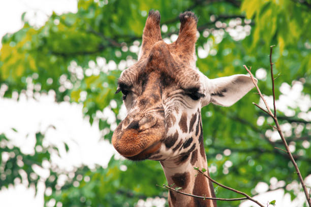 istock face of cute giraffe looking 1618360828
