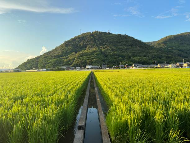ryż japoński - 4721 zdjęcia i obrazy z banku zdjęć