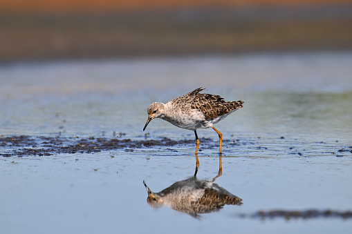 Ruff reflected in the wetland