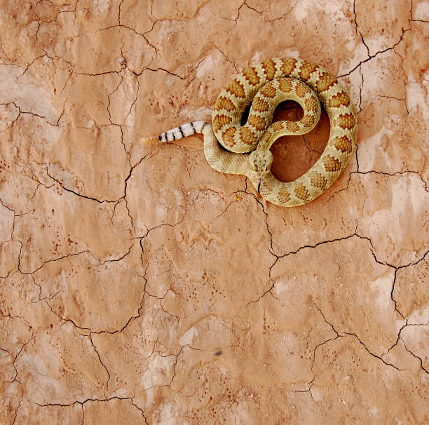 scutulatus - mojave rattlesnake fotografías e imágenes de stock