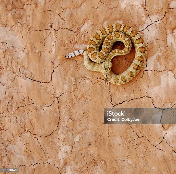 Scutulatus - Fotografie stock e altre immagini di Deserto - Deserto, Spirale - Ricciolo, Crotalo del Mojave