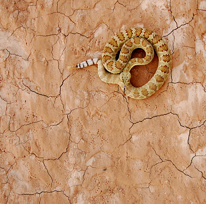 Mojave Rattlesnake just before sunset.