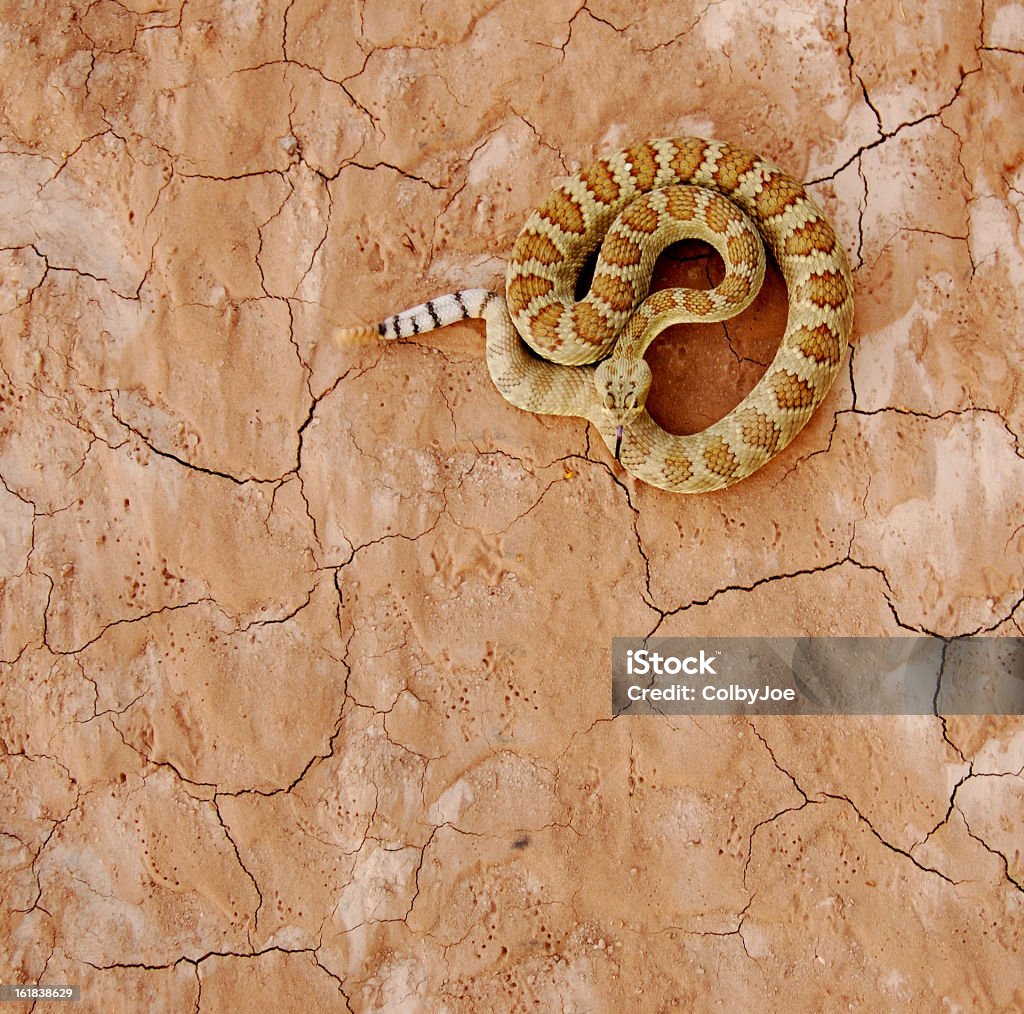 Scutulatus - Foto de stock de Deserto royalty-free