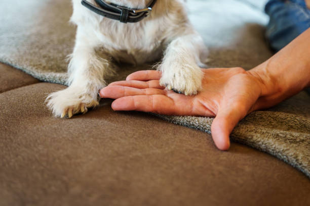 istock A dog gives a hand its paw 1618388531
