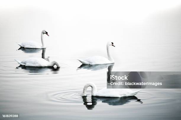 Cisnes Foto de stock y más banco de imágenes de Cisne - Cisne, Cuatro animales, Agua