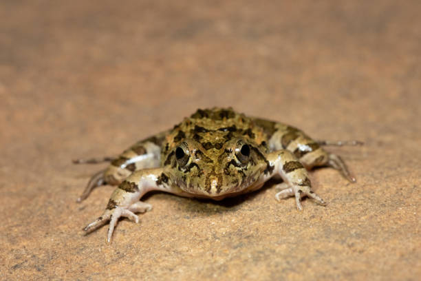 istock Clicking Stream Frog, Gray’s Stream Frog, Spotted Stream Frog (Strongylopus grayii) 1618393861