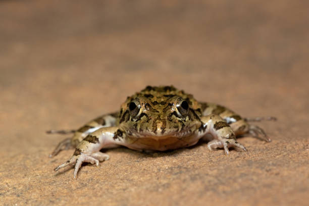 istock Clicking Stream Frog, Gray’s Stream Frog, Spotted Stream Frog (Strongylopus grayii) 1618393866