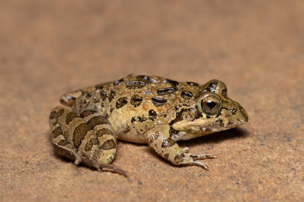 istock Clicking Stream Frog, Gray’s Stream Frog, Spotted Stream Frog (Strongylopus grayii) 1618394383