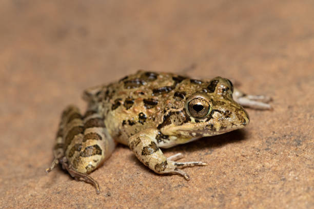 istock Clicking Stream Frog, Gray’s Stream Frog, Spotted Stream Frog (Strongylopus grayii) 1618394389
