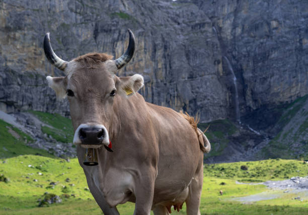 istock Cow in the Alps 1618395474